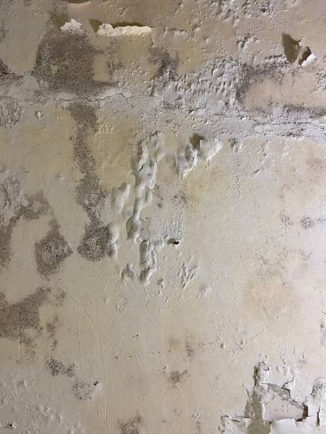 Best Mold Removal and Inspection  in Batesville, AR