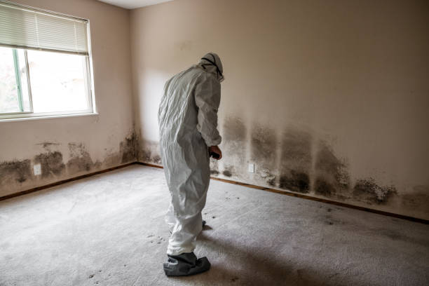 Best Emergency Mold Removal  in Batesville, AR