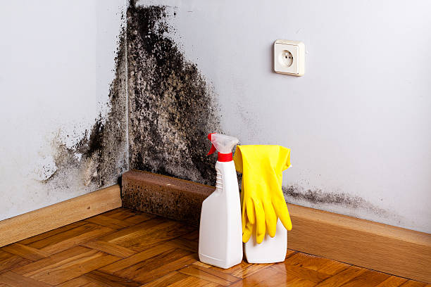 Best Mold Removal Process  in Batesville, AR